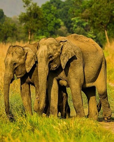 Best Kerala Tour Packages